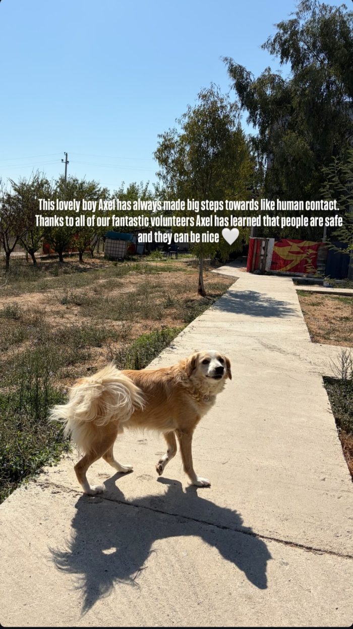 Axel needs a home - media 6