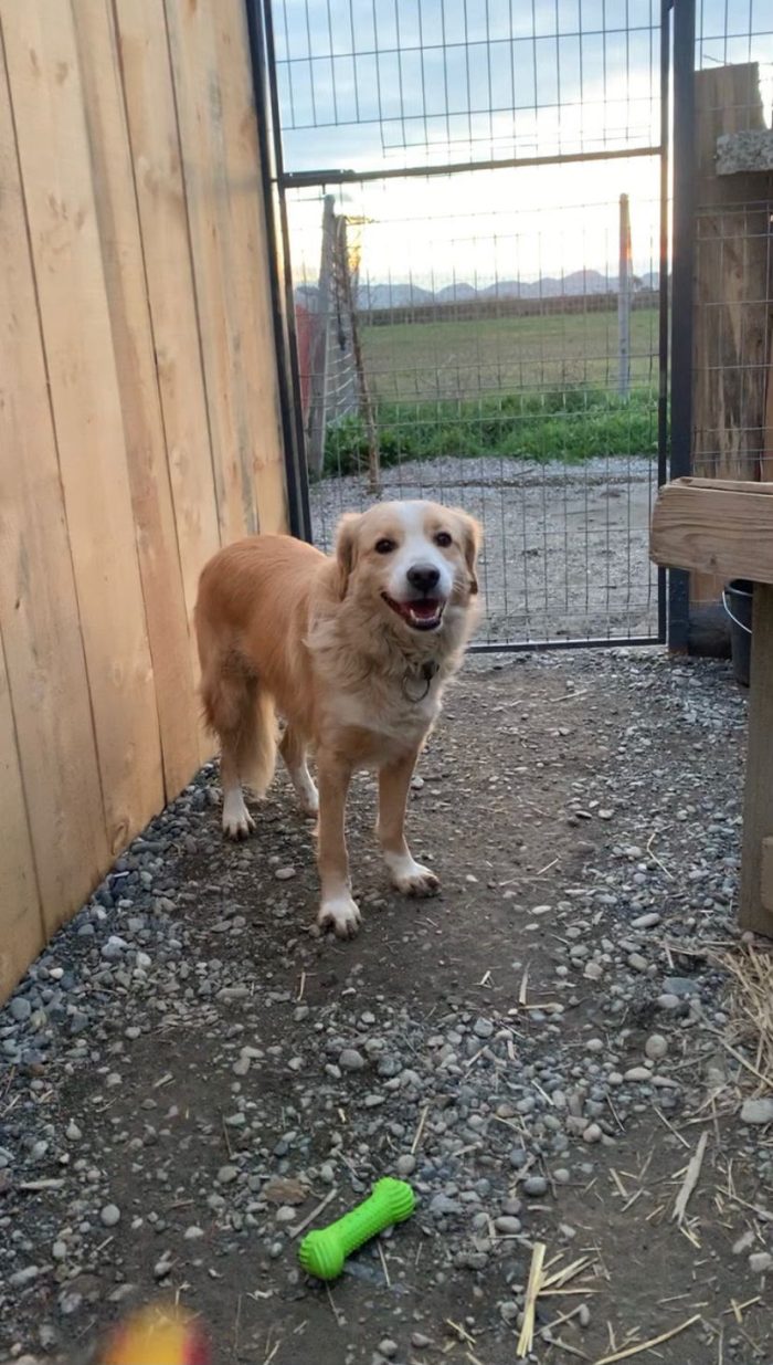 Axel needs a home