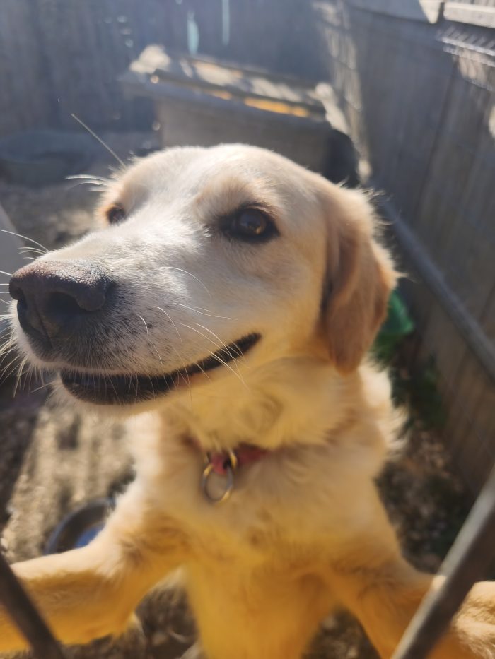 Axel needs a home - media 9