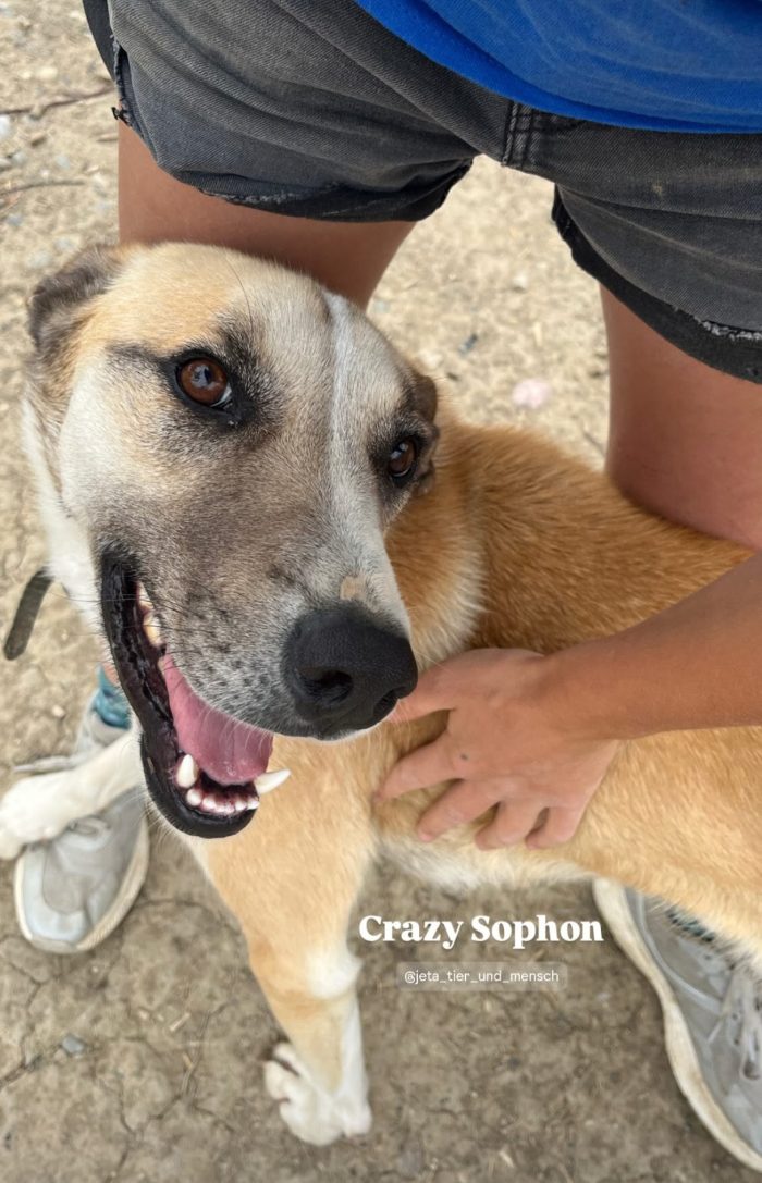 Sophon wants a home