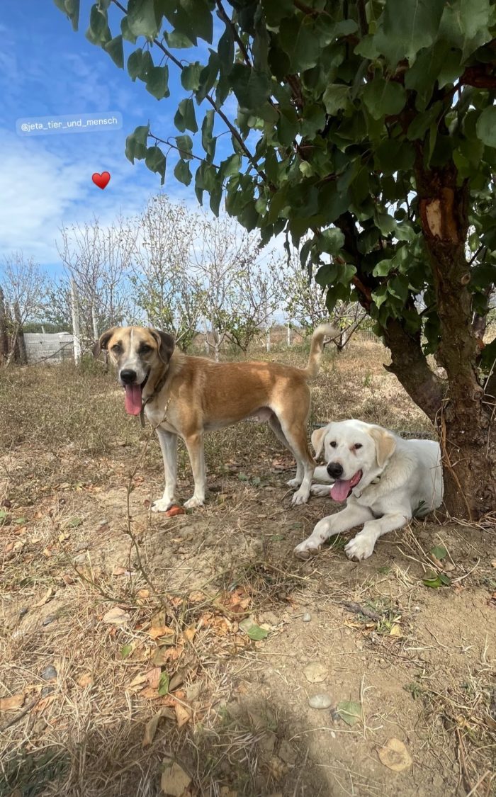 Sophon wants a home