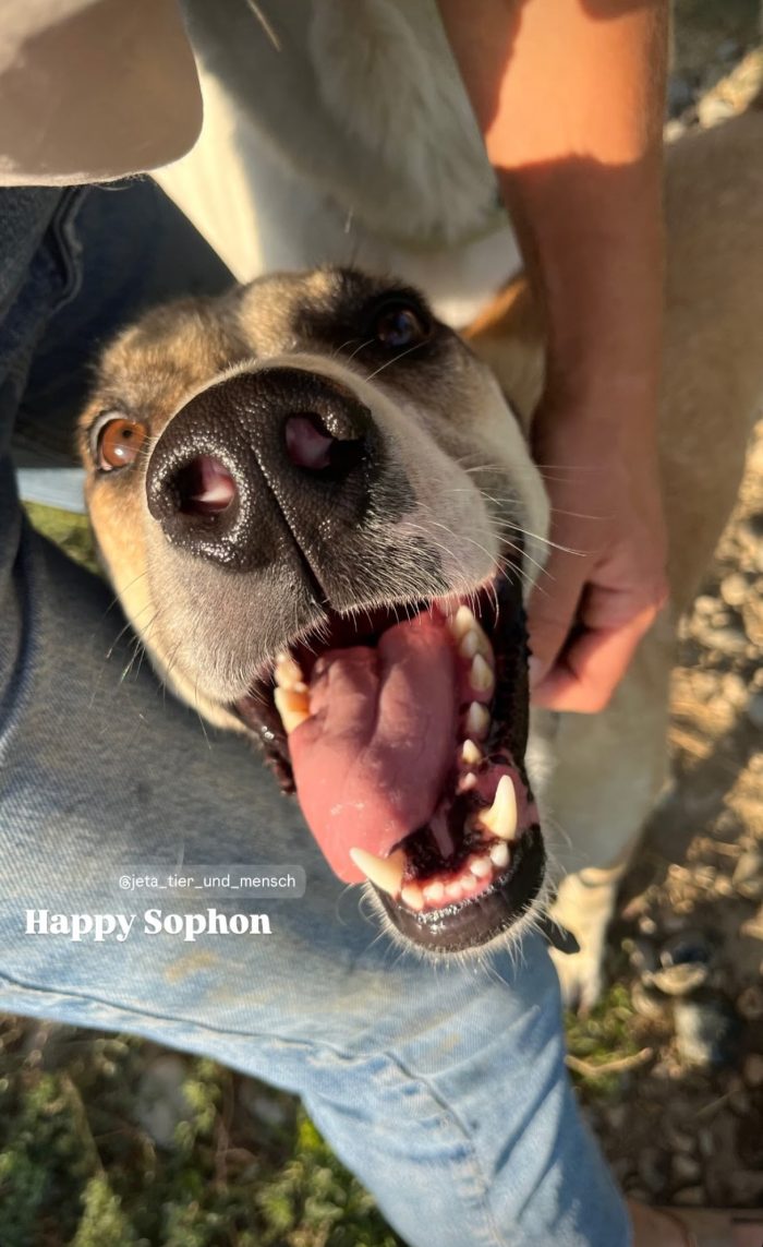 Sophon wants a home