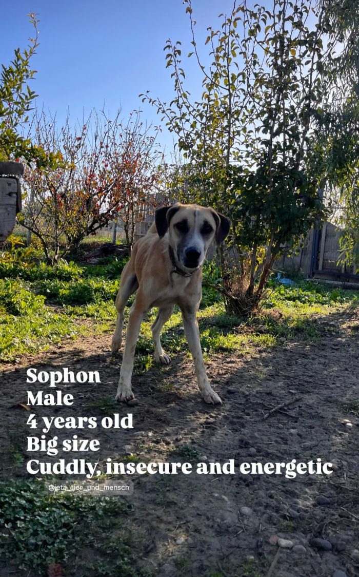 Sophon wants a home - media 4