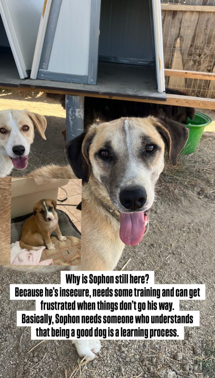 Sophon wants a home - media 9