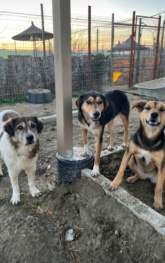 Pepper wants a home