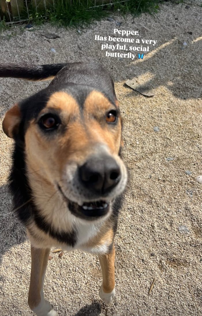 Pepper wants a home - media 5