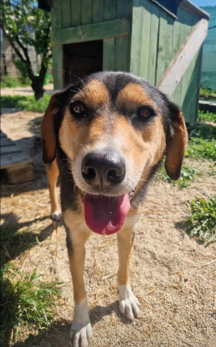 Pepper wants a home - media 6
