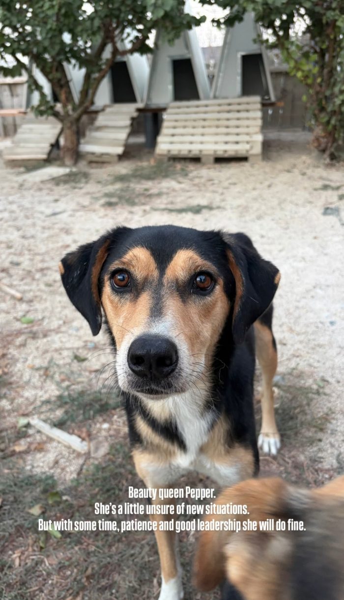 Pepper wants a home