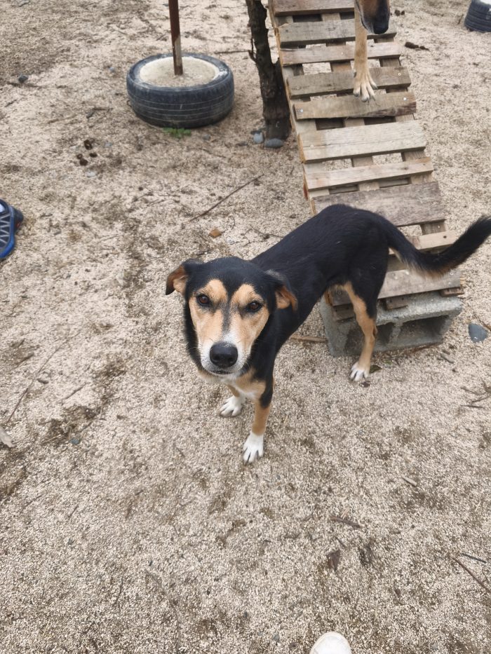 Pepper wants a home - media 8