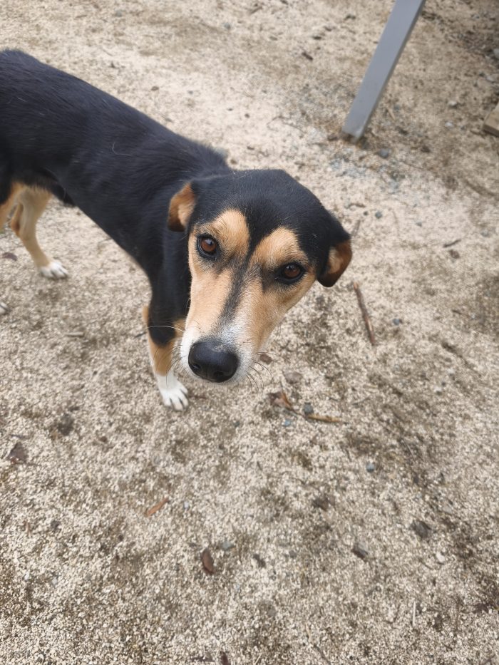 Pepper wants a home - media 9