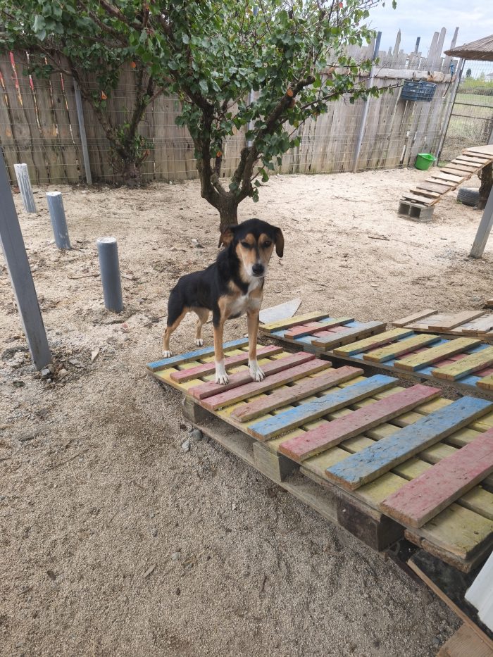 Pepper wants a home - media 10