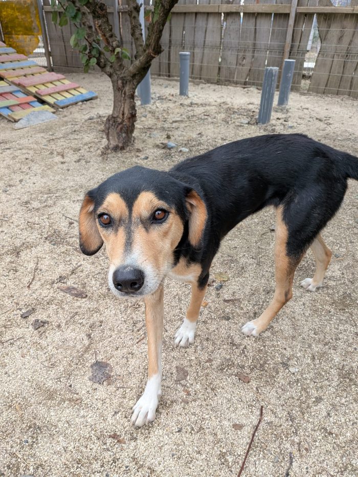Pepper wants a home