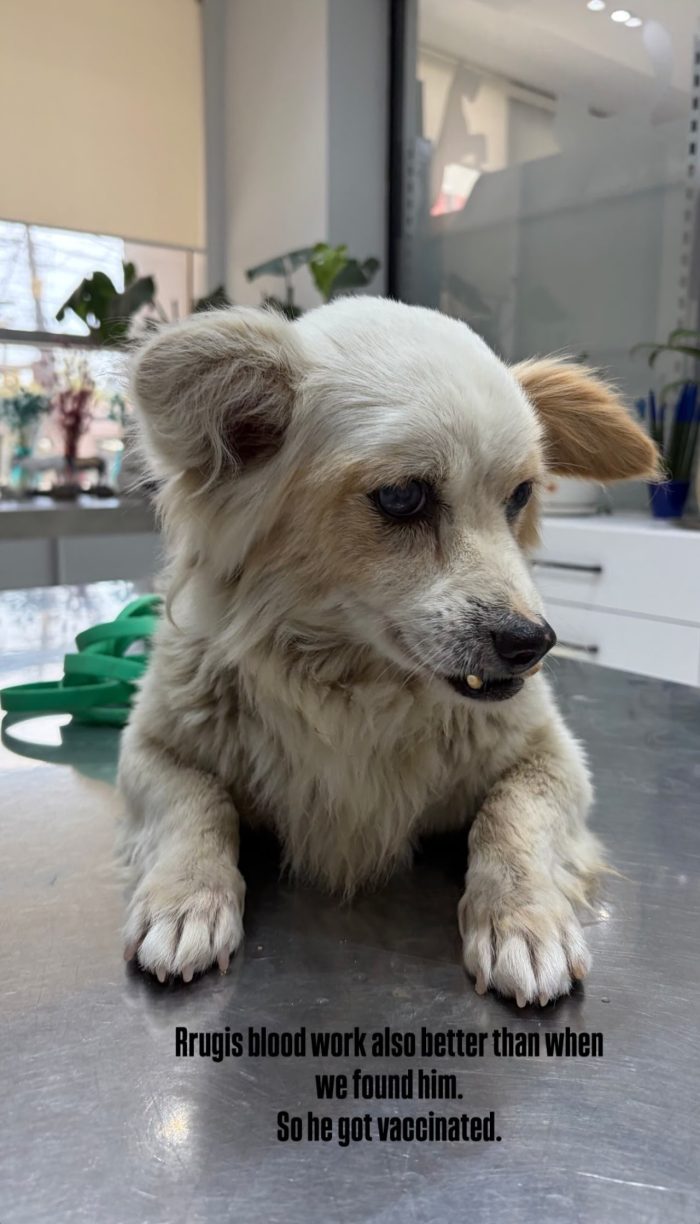 Rrugi wants a home