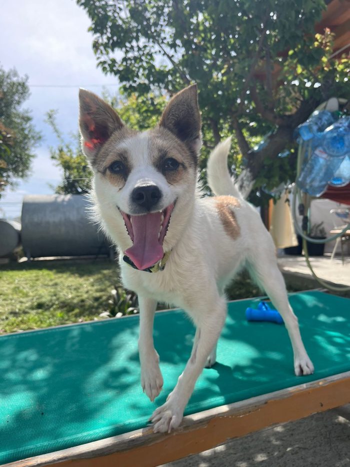 Lizzy wants a home