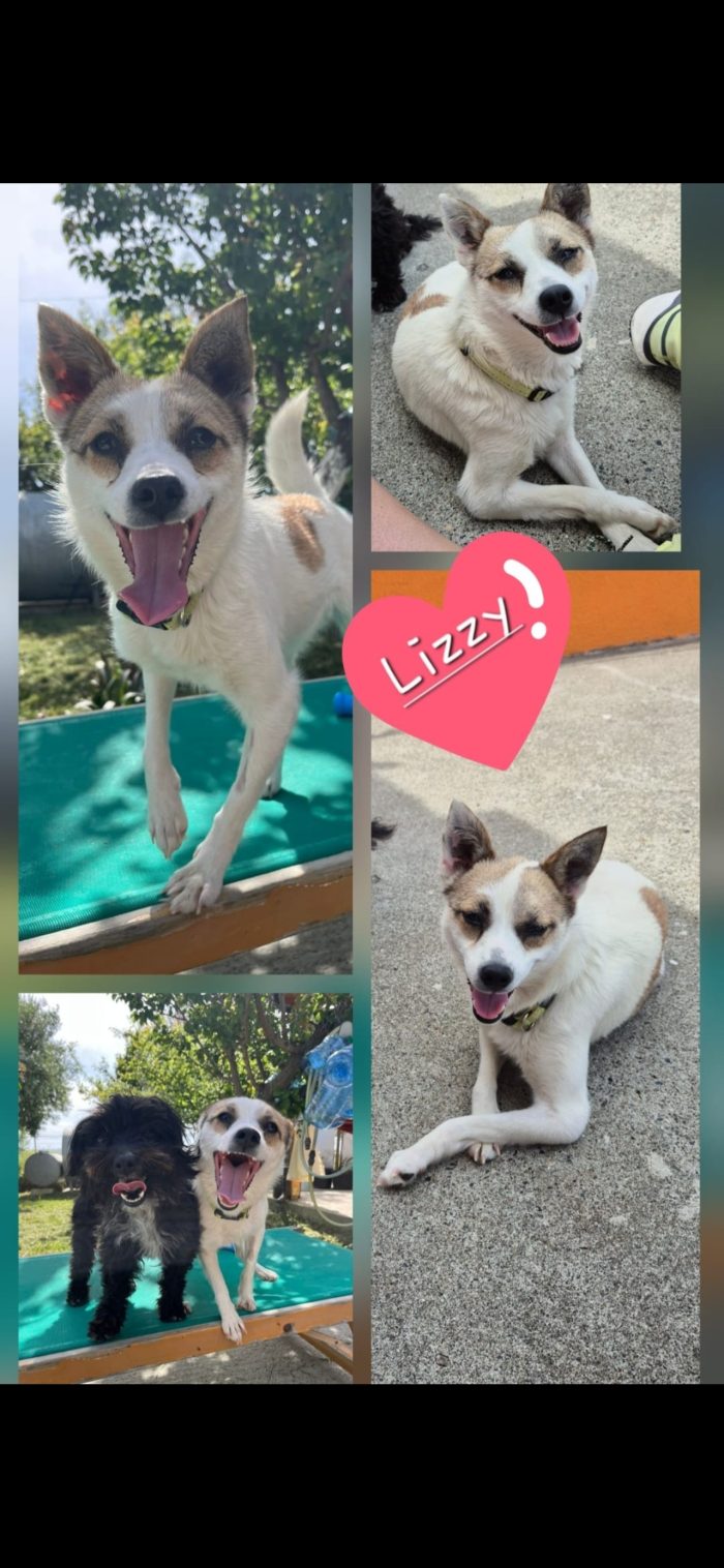 Lizzy wants a home - media 5