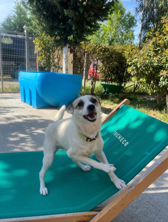 Lizzy wants a home - media 4