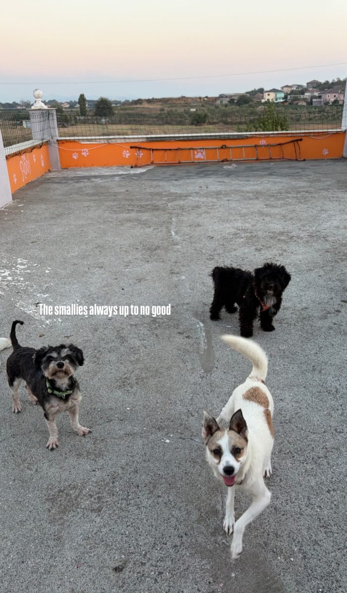 Lizzy wants a home - media 7
