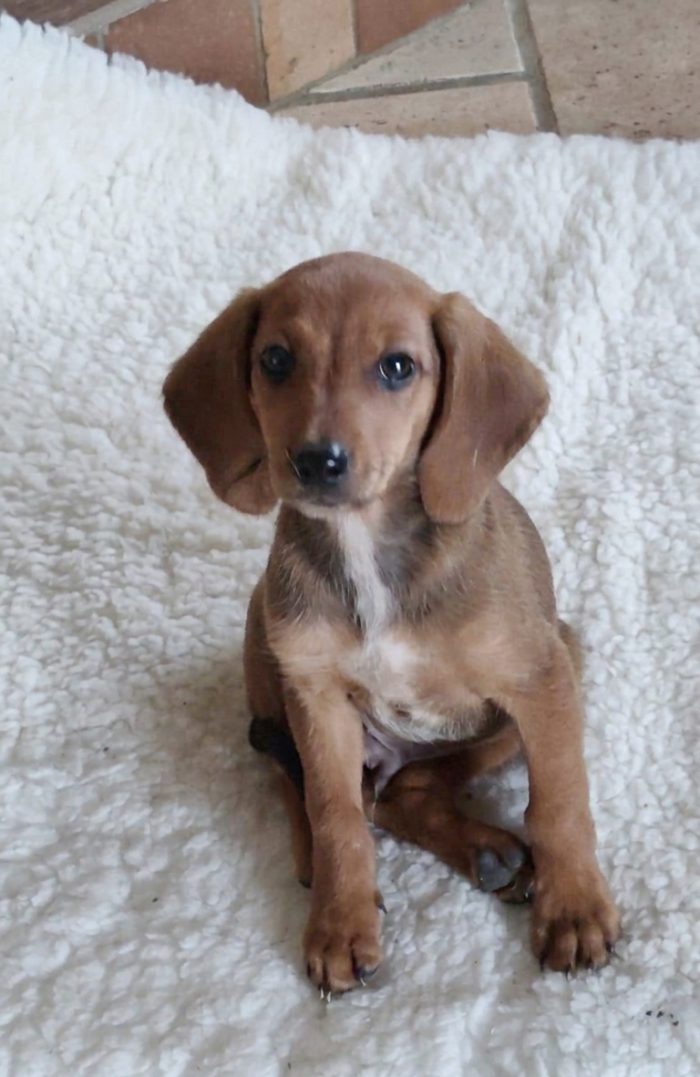Cucciolo futura taglia medio piccola mix segugio