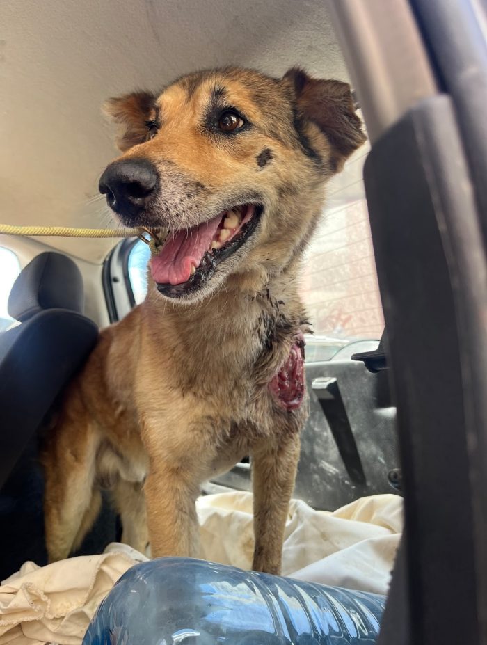 Freddy wants a home