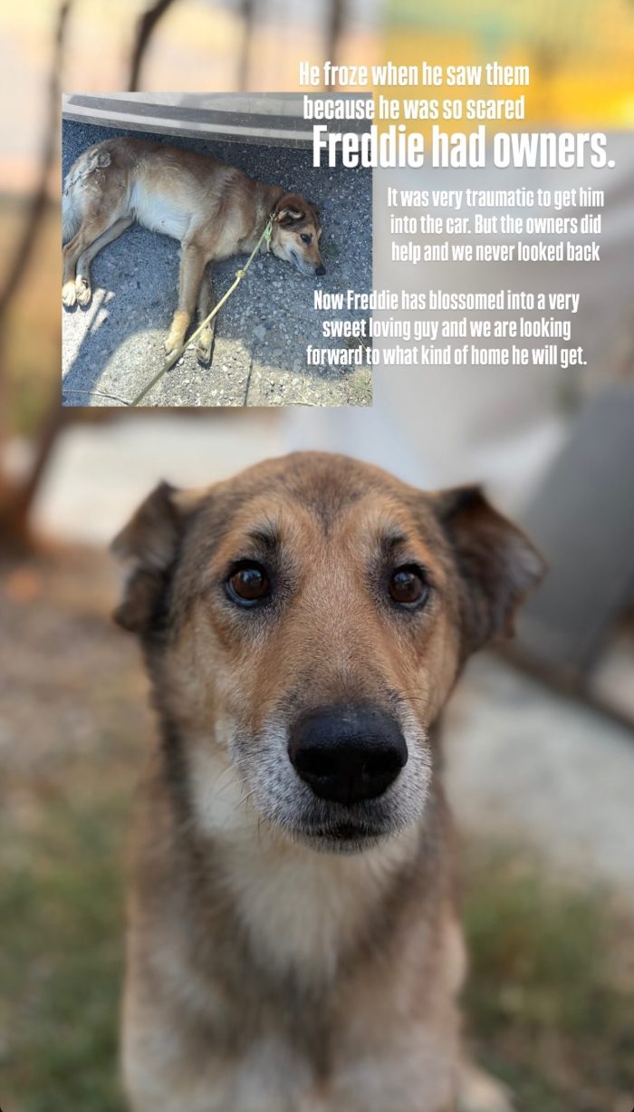 Freddy wants a home