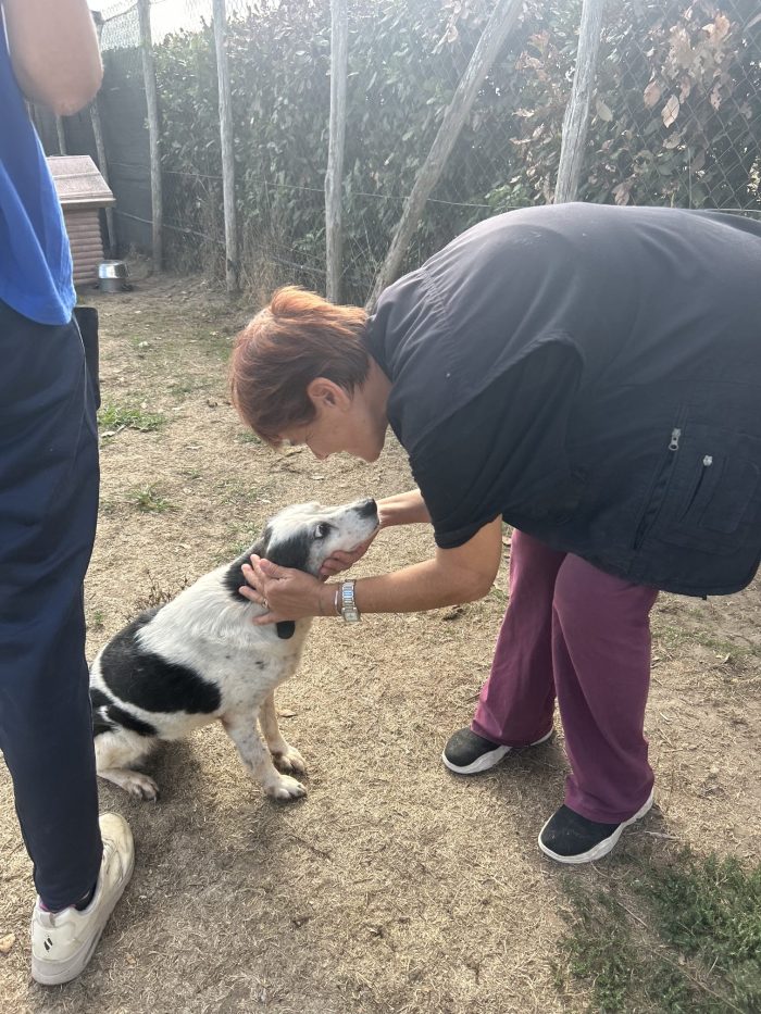 Stellina, cieca ad un occhietto, unica nella sua dolcezza - media 9