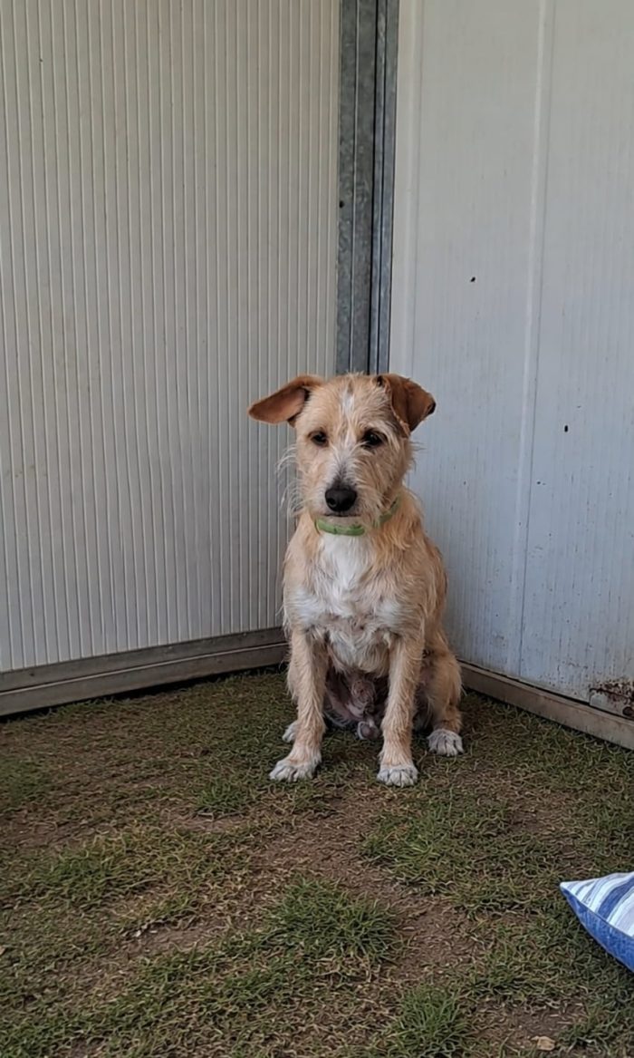 2simil yorkini 4 e 7anni FINITI IN CANILE! SOS CAGLIARI