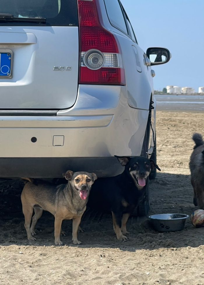 Benji & Lala search a home together