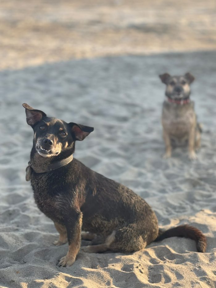 Benji & Lala search a home together - media 7