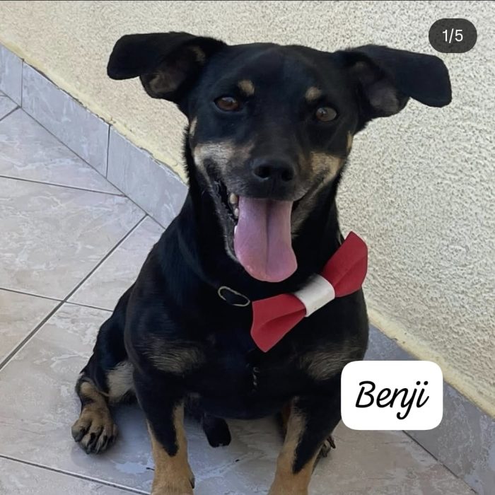Benji & Lala search a home together - media 9