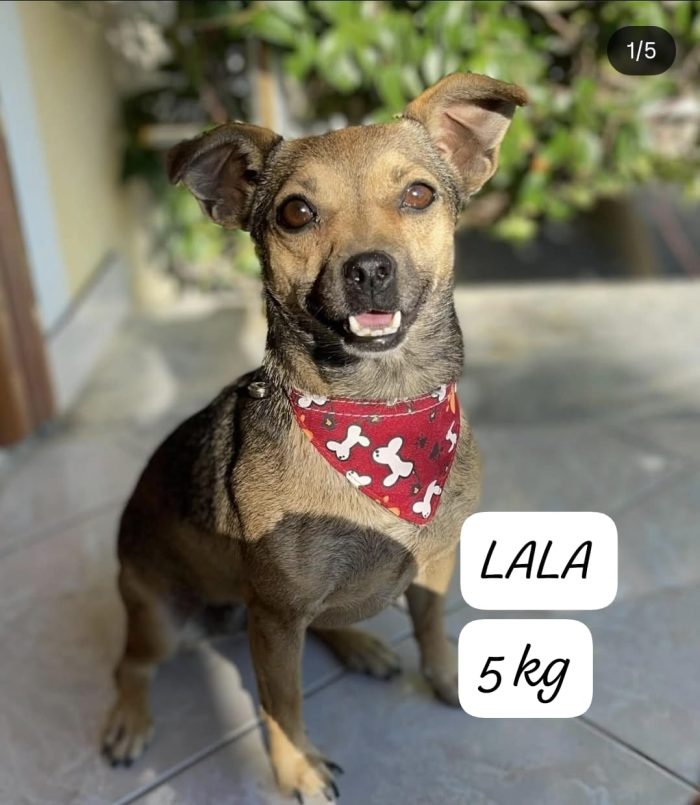 Benji & Lala search a home together - media 10