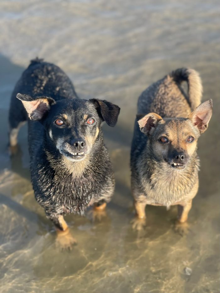 Benji & Lala search a home together