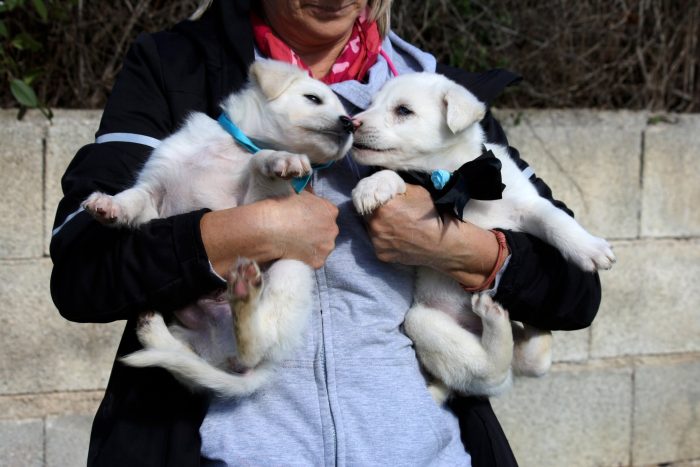 Tom e Gerry meravigliosi cuccioli in adozione