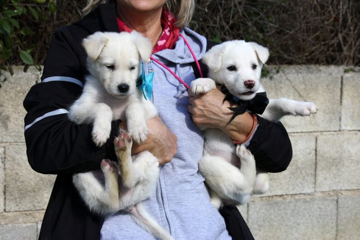 Tom e Gerry meravigliosi cuccioli in adozione