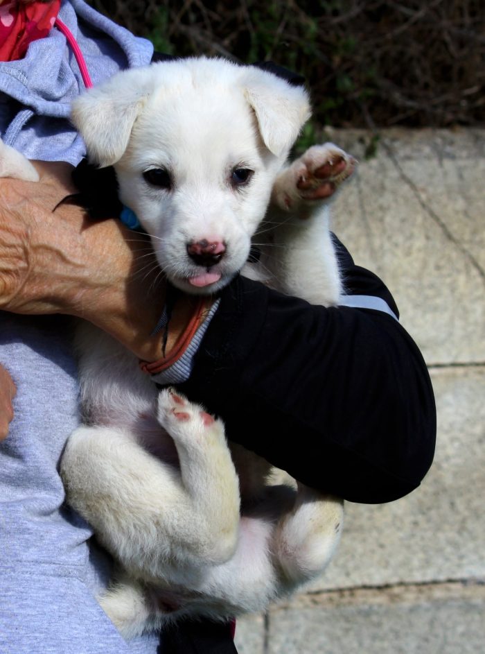 Tom e Gerry meravigliosi cuccioli in adozione - media 8