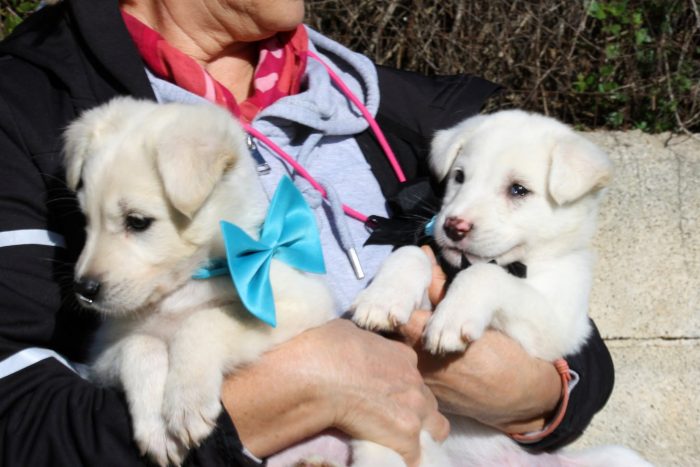 Tom e Gerry meravigliosi cuccioli in adozione - media 10