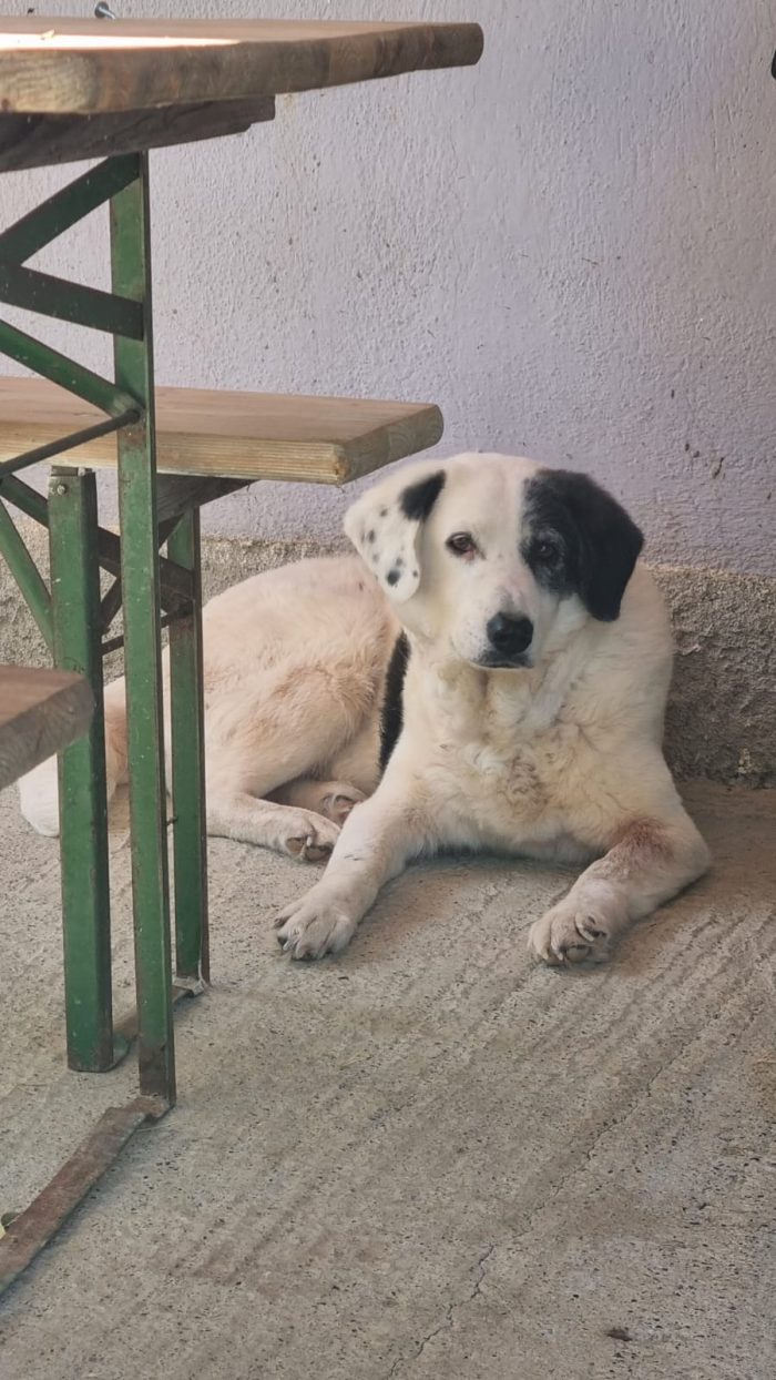 Domino needs a home