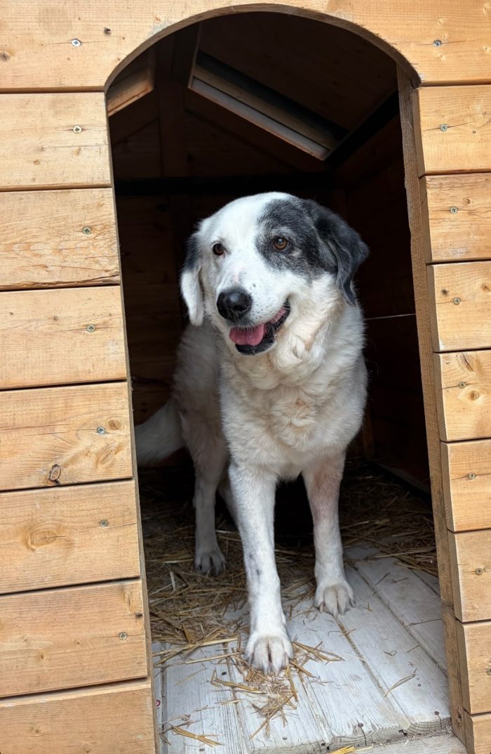 Domino needs a home - media 4