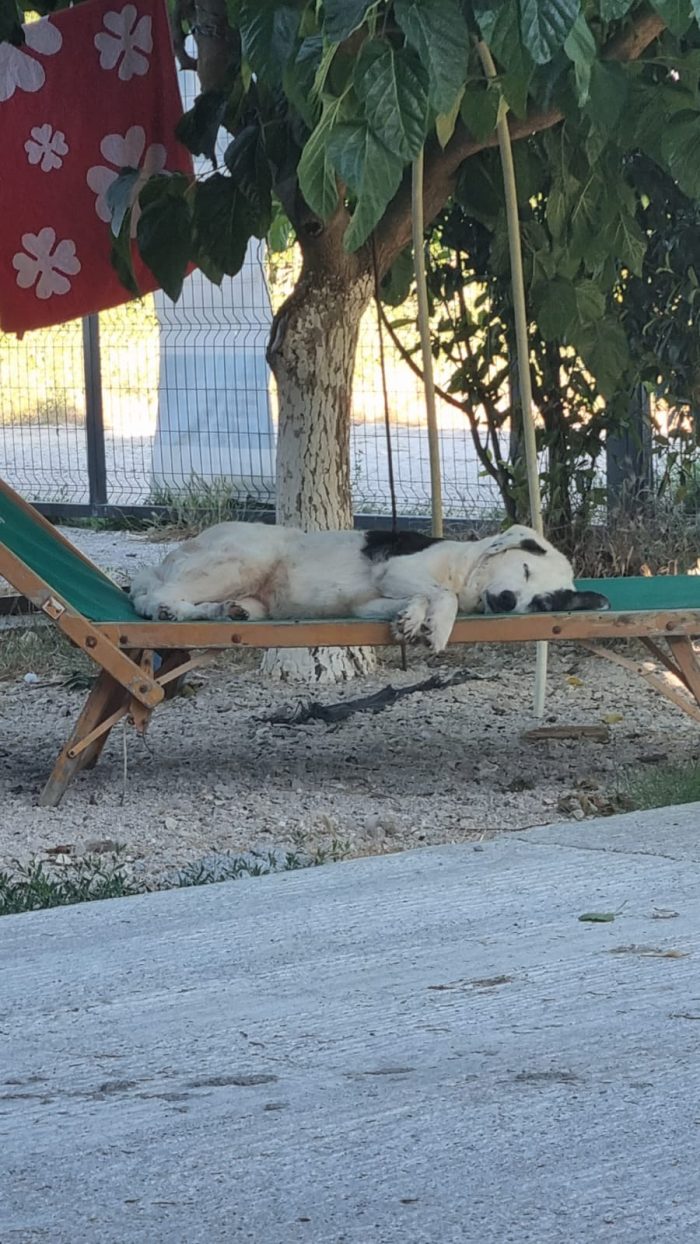 Domino needs a home
