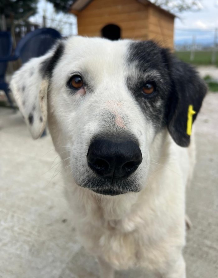 Domino needs a home