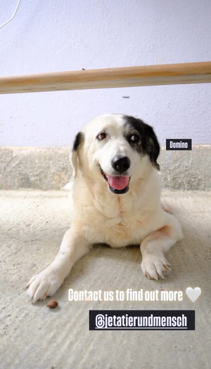 Domino needs a home - media 5