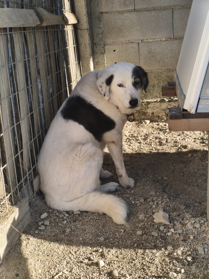 Domino needs a home - media 7