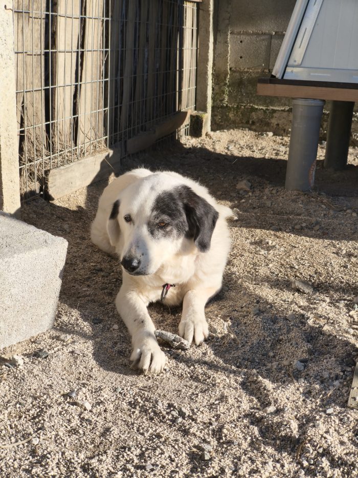 Domino needs a home - media 8