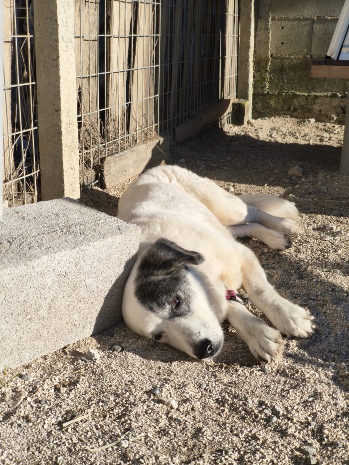 Domino needs a home - media 9
