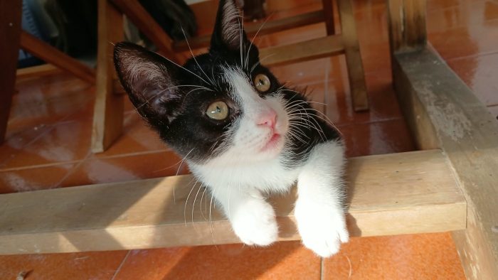Ninino, un concentrato di fusa e tenerezza
