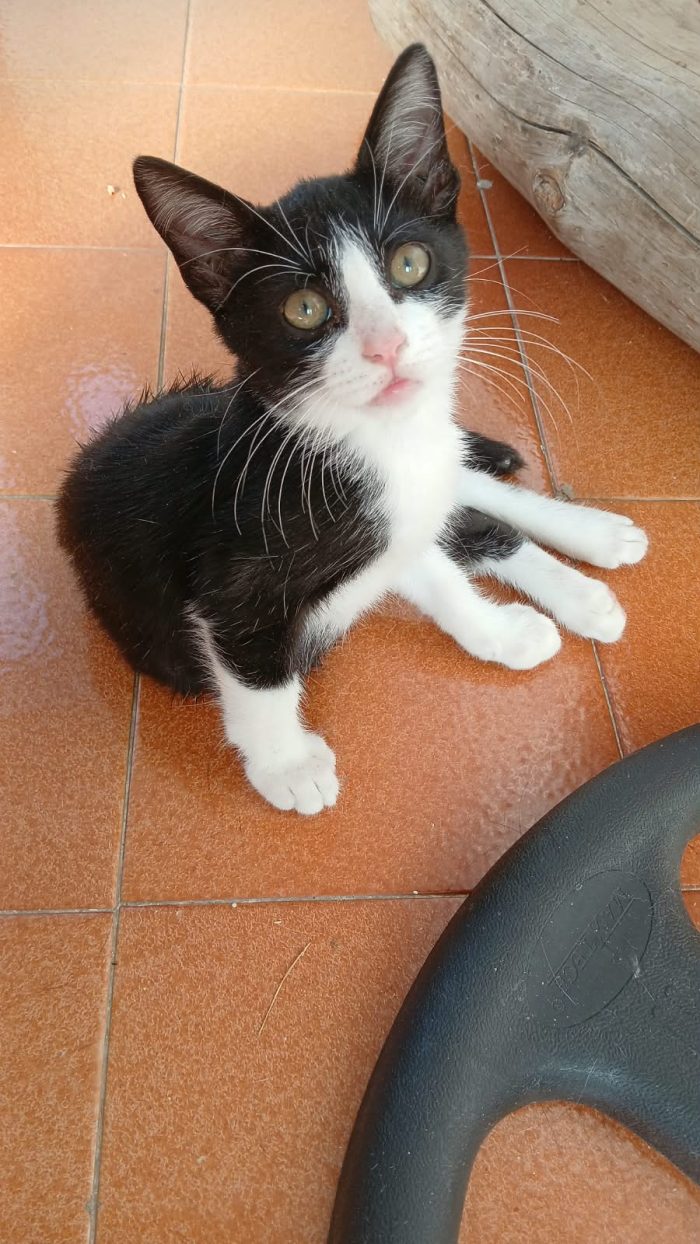 Ninino, un concentrato di fusa e tenerezza