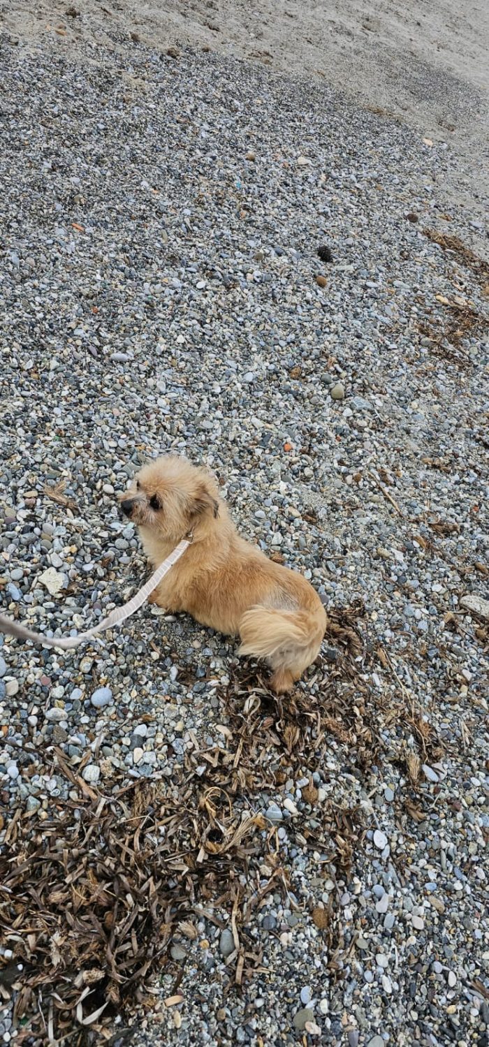 Zhula wants a home - media 5