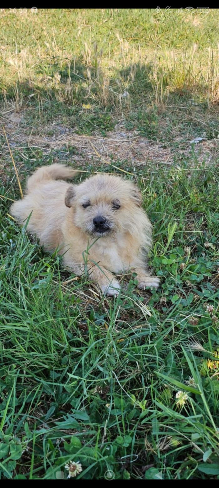 Zhula wants a home