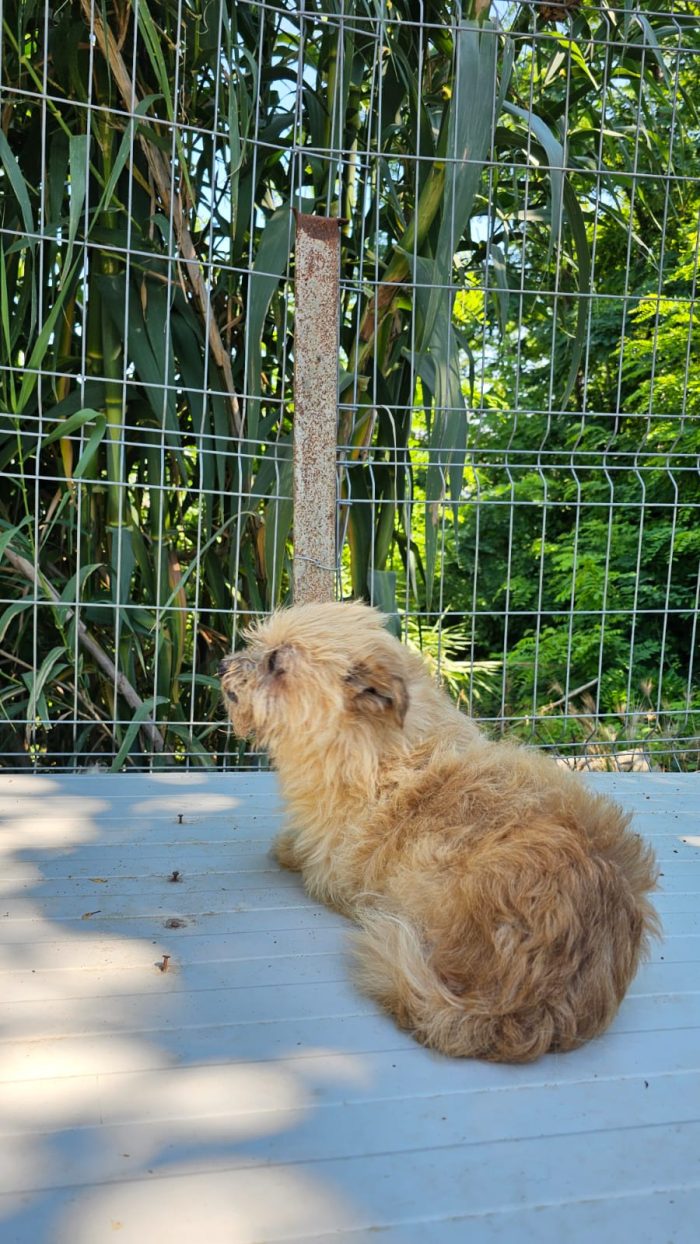 Zhula wants a home - media 10
