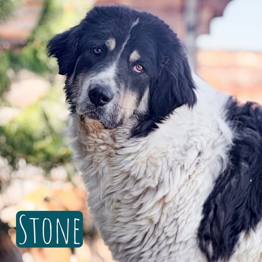 Stone