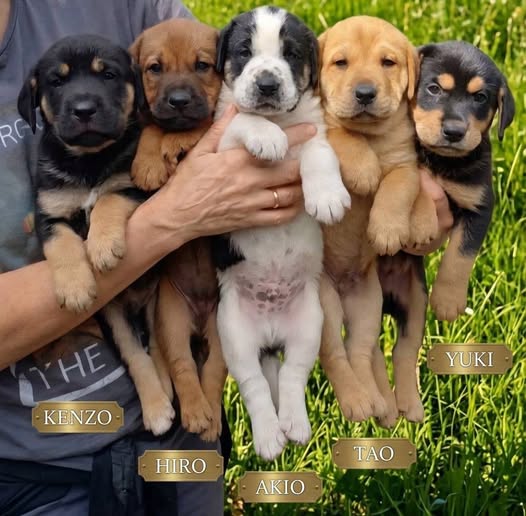 Kenzo, Hiro, Akio, Tao e Yuki🩷